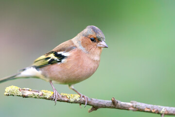 Chaffinch (Fringilla coelebs) sitting on a twig in autumn.