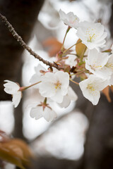 桜の花　春のイメージ