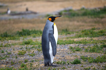 Solitary king penguin