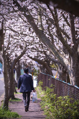 桜のアーチ　春の花見イメージ