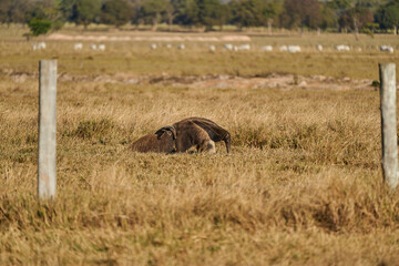 giant anteater with baby on the back walking over a meadow of a farm in the southern Pantanal. Myrmecophaga tridactyla, also ant bear, is an insectivorous mammal native to Central and South America.
