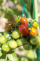 家庭菜園のミニトマト