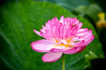 蓮の花　夏のイメージ