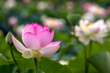 Obraz premium 蓮の花 夏のイメージ