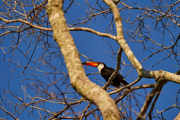 exotic birds of the Pantanal. Toco toucan, Ramphastos toco, also common toucan or giant toucan, the largest species in the toucan family, sitting in a high tree in the Pantanal, Brazil, South America