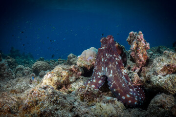 Fototapeta na wymiar Pair of octopus mating on coral reef