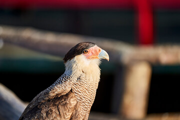 The southern crested caracara, Caracara plancus, also southern caracara or carancho is a bird of prey in the family Falconidae. Pantanal, Cuiaba River, Brazil, South America