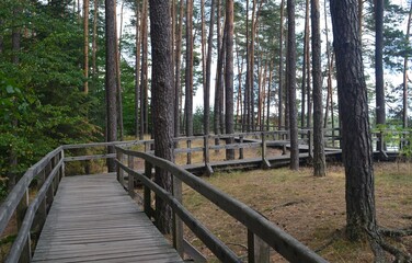 Drewniane tarasy w lesie sosnowym