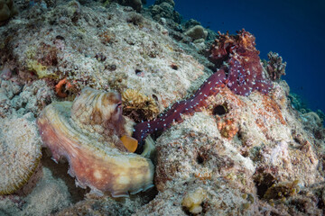 Pair of octopus mating on coral reef
