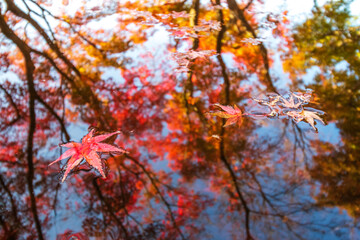 水面の落ち葉　秋のイメージ