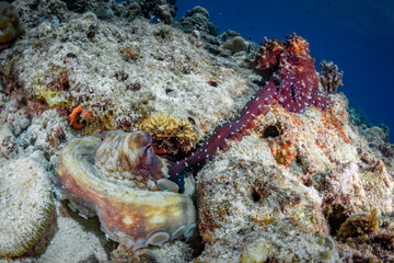 Pair of octopus mating on coral reef