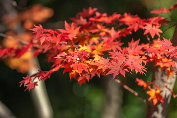 紅葉　秋のイメージ