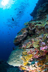 Barracuda schooling above coral reef during sunrise © Mike Workman