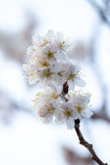 桜の花　春のイメージ