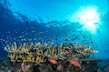 Various species of fish schooling above staghorn coral in shallow including barracuda 