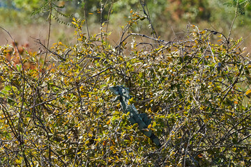 Very colorful green iguana lizard, Iguana Iguana, with a long tail sunbathing in bushes along the...