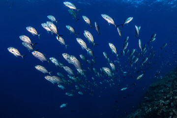 Fototapeta na wymiar School of Bigeye Jacks aka. Bigeye Trevally (Caranx sexfasciatus) schooling above coral reef