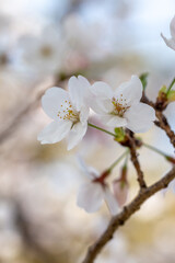 Obraz premium 桜の花 春のイメージ