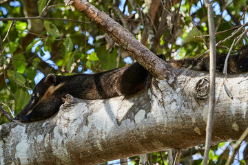 Coati, Nasus Nasus, relaxing in a tree in the southern Pantanal of Brazil, a Coati looks like a little bear or almost like a racoon