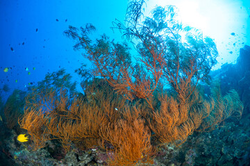 Fototapeta na wymiar Coral bushes on the wall of coral reef