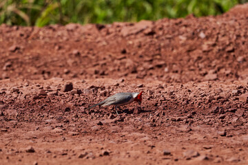 The red crested cardinal, Paroaria coronata, is a songbird, the species belonging to the family of the tanagers Thraupidae. In the Swamp region of the Pantanal, Brazil, South America