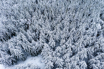 Aerial view, with snow-covered conifers, firs and spruces, in the Taunus, Oberreifenberg, Taunus, Schmitten, Hesse, Germany