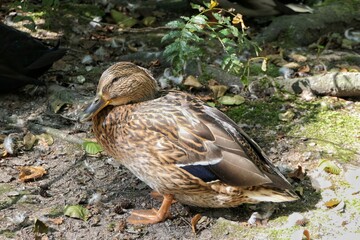 Entenvögel (Anatidae) - Stockente (Anas platyrhynchos) weiblich