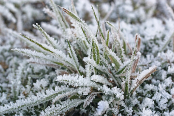 Frost on a plant in winter