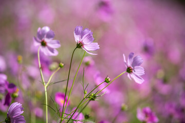 Fototapeta premium コスモス畑 秋のイメージ