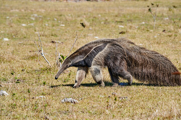 giant anteater walking over a meadow of a farm in the southern Pantanal. Myrmecophaga tridactyla, also ant bear, is an insectivorous mammal native to Central and South America.