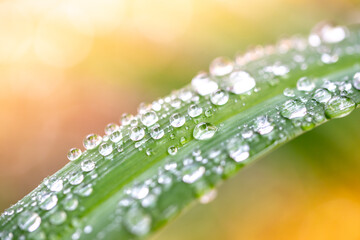 緑と水　環境とエコのイメージ