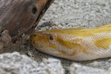 Schlangen (Serpentes) - Abgottschlange (Boa constrictor)