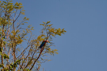Beautiful scarlet macaw, Ara macao, a large red, yellow, and blue parrot in Central and South American, at Buraco das Aras in Brazil, South America