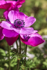 アネモネの花　春のイメージ