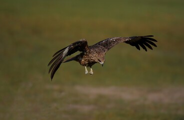A medium sized bird Male and female have the same characteristics. The body is dark brown and...