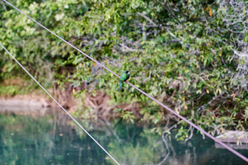 little green kingfisher on a steel cable at a beautiful and romantic little spa in the area of jardim and bonito along the river Prata, rio da Prata, meandering in a little stream with green water