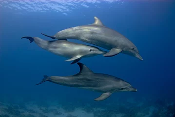 Poster Group of 3 dolphins (tursiops aduncus) swimming in the open sea  © nicolas