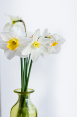 bunch of daffodils in vase isolated on white background.Home interior with easter decor.Bouquet of fresh spring flowers. white Daffodil narcissus in glss vase . Copy space