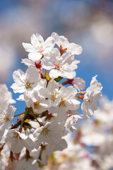 桜の花　春のイメージ