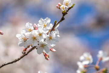 桜の花　春のイメージ