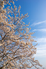 桜の花　春のイメージ