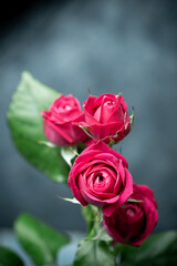 バラの花　スタジオ撮影