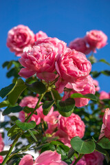 バラの花　屋外撮影