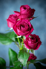 バラの花　スタジオ撮影