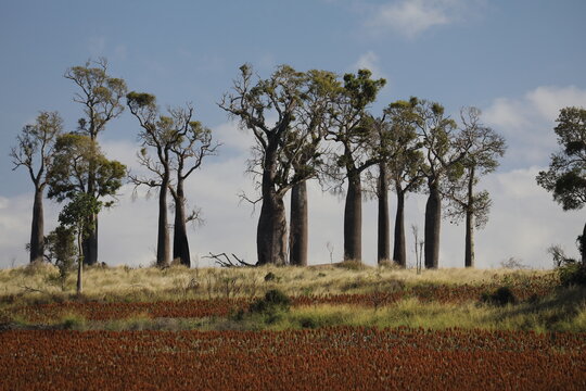 Narrow-leaved bottle tree or Queensland bottle tree (Brachychiton rupestris)  Australia