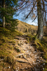 Detail of mountain slope with dry grass and fir forest. Cesiomaggiore, Belluno, Italy