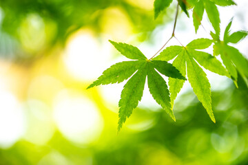 緑のモミジ　初夏のイメージ