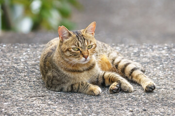 野良猫のポートレート