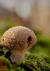 common puffball - Lycoperdon perlatum