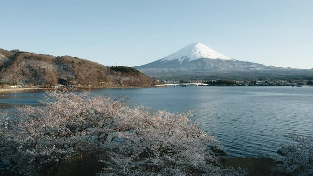 Mt Fuji and Cherry Blossoms in spring at Lake Kawaguchiko